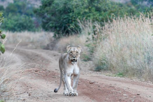 Lioness walking on a dirt road