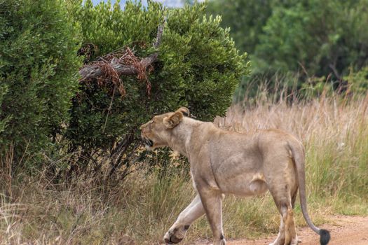 Lioness walking on a dirt road