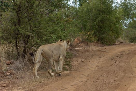 Lioness walking on the side of dirt road