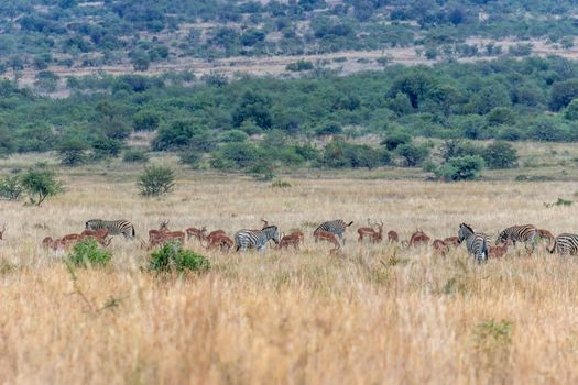 Zebra and Impala together on the african plain