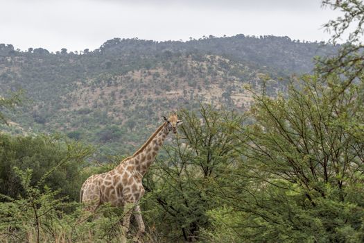 Geraffe walking inbetween the green trees at Pilanesberg national recerve