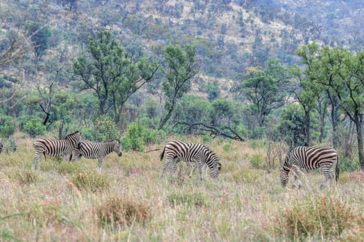 Burchels zebra grazing in Pilanesberg National Park