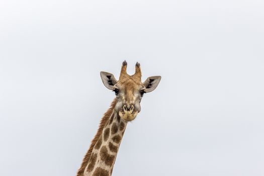 Close up photograph of geraffe in Pilanesberg National park