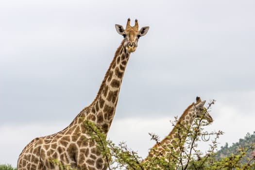 Geraffe looking at the camera in Pilanesberg national park