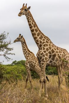 Geraffe standing in the open fields of Pilanesberg national park