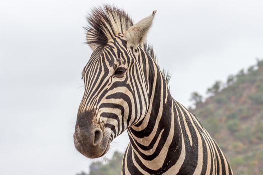 Burchels zebra in Pilanesberg National Park, South Africa