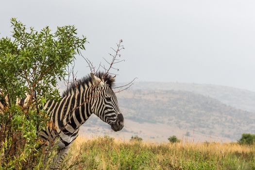 Burchels zebra in Pilanesberg National Park, South Africa