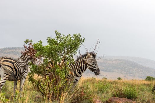 Burchels zebra in Pilanesberg National Park, South Africa