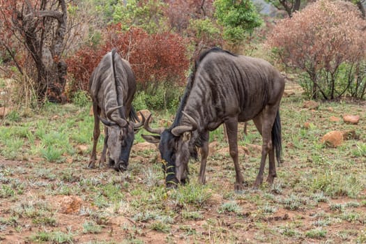 Blue wildebeest grazing in Pilanesberg National Park