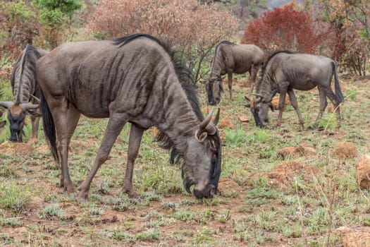 Blue wildebeest herd grazing in Pilanesberg National Park