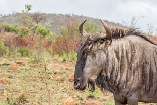 Blue wildebeest herd in Pilanesberg National Park
