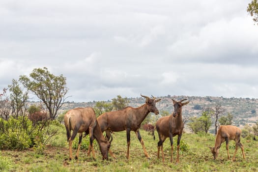 Common tsessebe in Pilanesberg National park