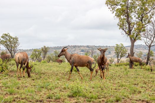 Common tsessebe in Pilanesberg National park