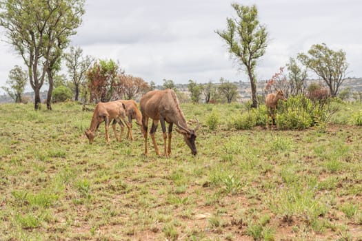 Common tsessebe in Pilanesberg National park