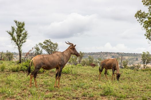 Common tsessebe in Pilanesberg National park