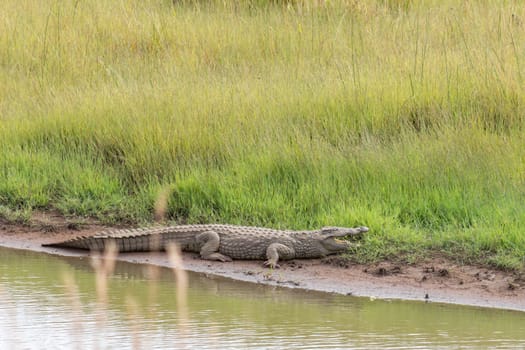 Nile crocodile resting on the river bank in Pilanesberg national park