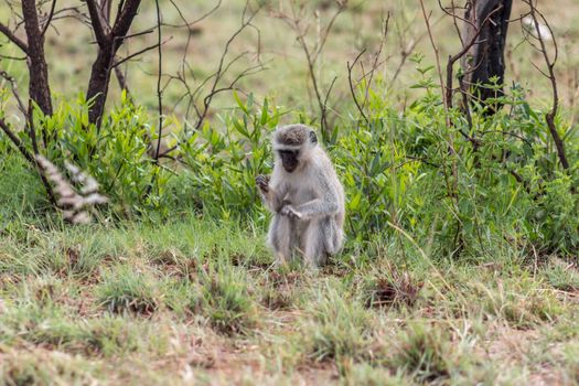 Vervet monkey in Pilanesberg National park