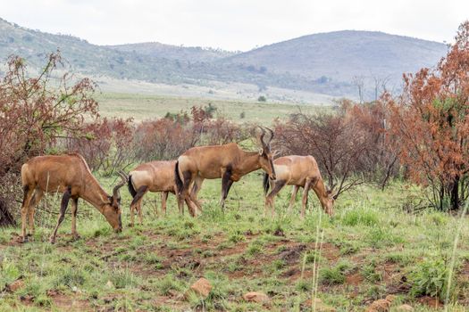 Red hartebeest  herd in Pilanesberg National Park
