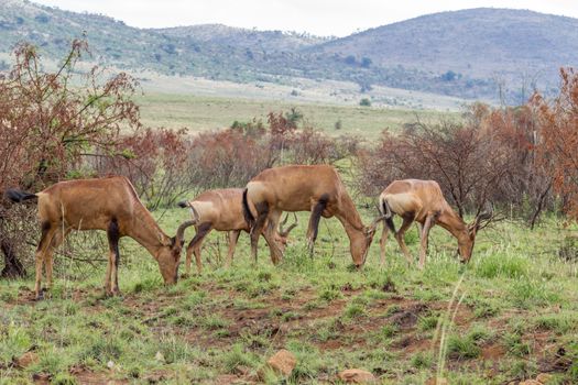 Red hartebeest grazingin Pilanesberg National Park