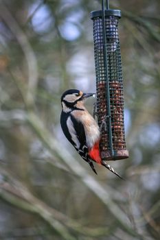 Great Spotted Woodpecker feeding on peanuts