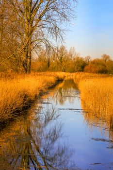 Late afternoon winter sunshine on the Wetlands at Fowlmere Nature Reserve