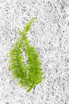 Green fern plant on white shredded paper background.