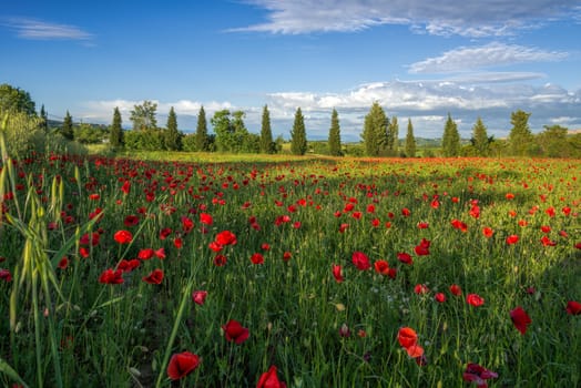 Poppy Field in Tuscany