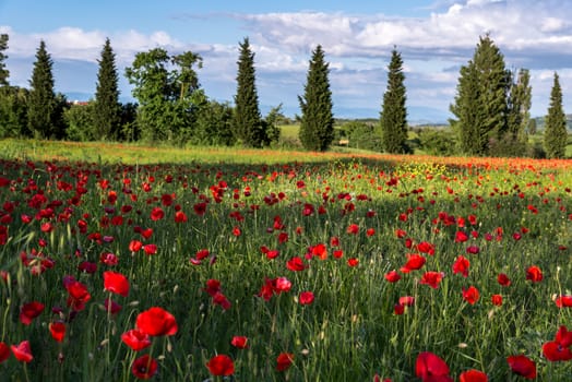 Poppy Field in Tuscany