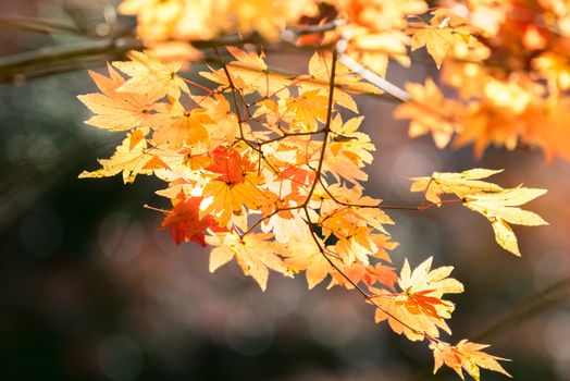 Red leave of maple tree for autumn  fall background