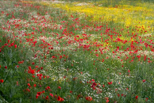 A Field of Spring Flowers in Castiglione del Lago