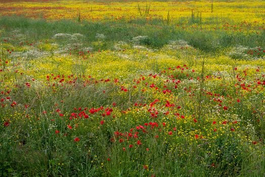 A Field of Spring Flowers in Castiglione del Lago