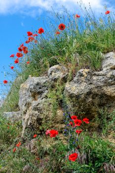 Poppies growing in Val d'Orcia Tuscany