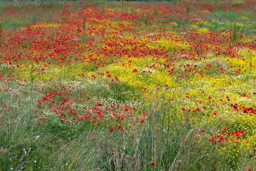 A field of spring flowers in Castiglione del Lago Province of Perugia