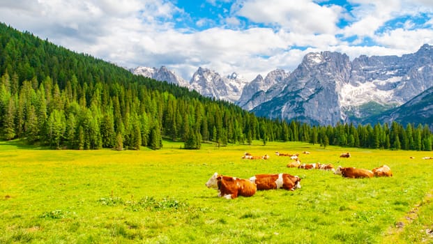 Herd of alpine cows lying on the green pasture. Landscape with peaks of Dolomites, Italy.