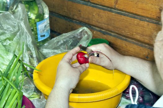 purification of radish to prepare the salad, see the hands of the chief