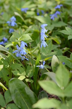 Blue siberian squill flowers grow wild among dense green foliage - scilla siberica