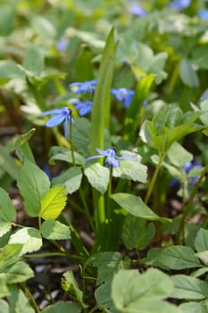 Siberian squill flowers - scilla siberica - in selective focus, growing in a drift beneath a tree