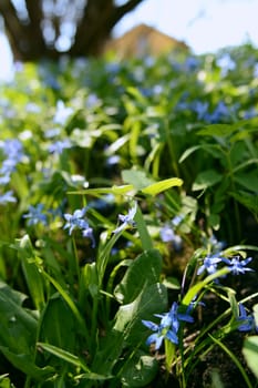 Delicate bell-shaped blue siberian squill flowers growing wild among green foliage