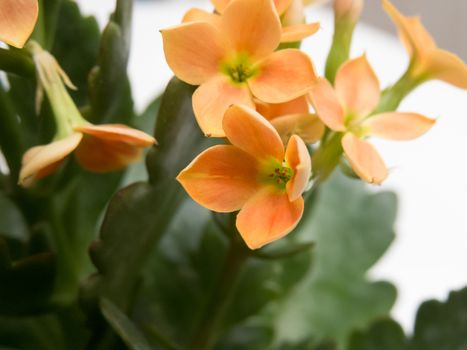 Close up beautiful flowers of intense orange, Kalanchoe blossfeldiana, with leaves on white background.