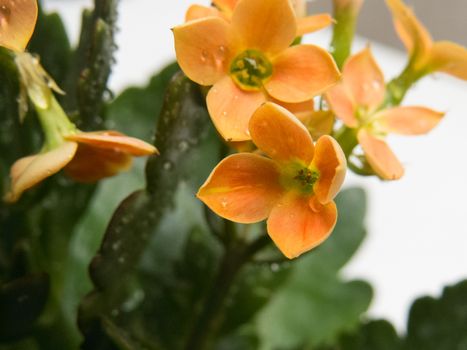 Close -up leaves and orange blossoms, Kalanchoe blossfeldiana, wet with drops of water.