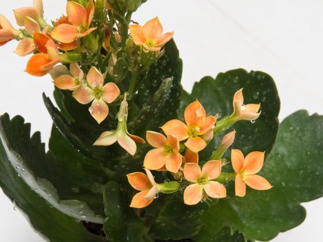 Close-up leaves and orange blossoms, Kalanchoe blossfeldiana, water droplets.