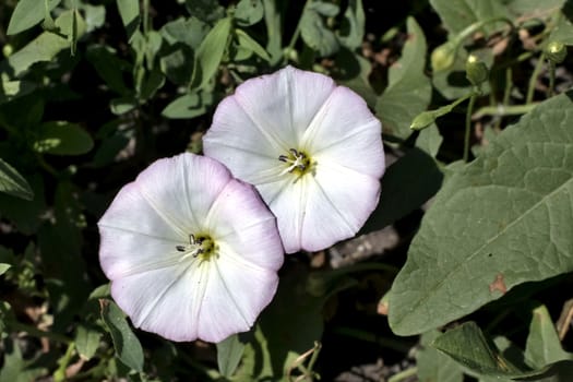 flowers of bindweed, a plant with the Latin name of Convolvulus, weed