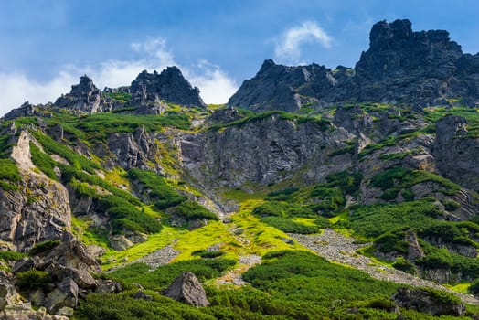 slope of high Tatras covered with green plants close-up