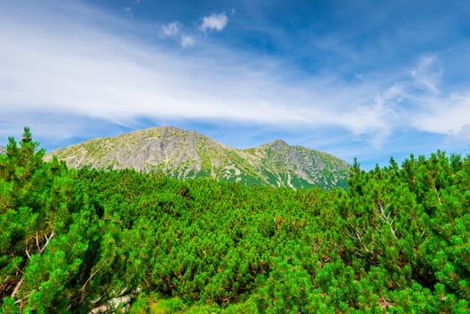 dense branches of the pine and the top of the Tatra Mountains