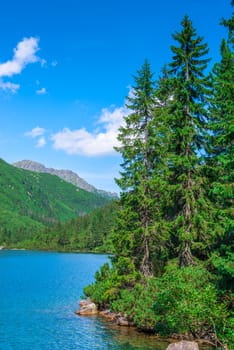 coniferous trees on the shore of a mountain lake Morskie Oko in the Tatra Mountains, Poland
