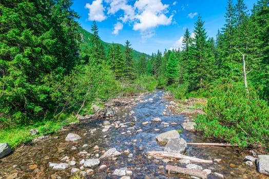 mountain stream in the forest, scenic landscape on a sunny day