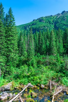 coniferous forest, view of the high beautiful mountains of the Tatra Mountains, Poland