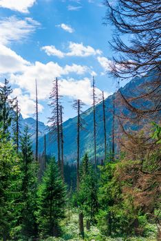vertical landscape - forest with dry coniferous trees and mountains