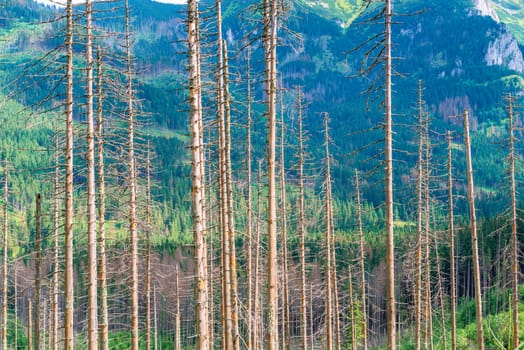 trunks of dry pine trees against the backdrop of mountains on a sunny day