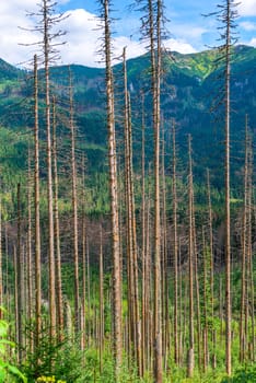 vertical photo - trunks of dry pines on the background of mountains on a sunny day